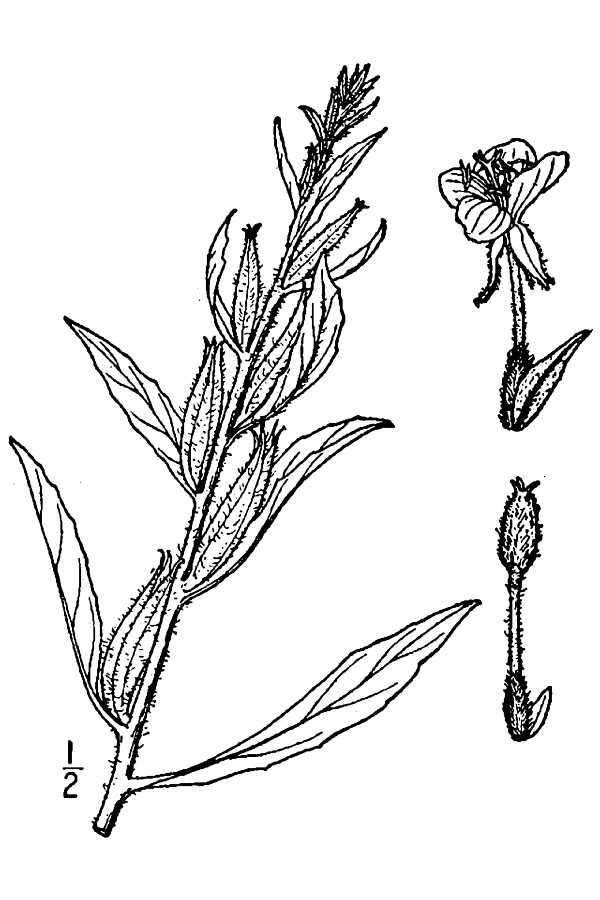 Image of common evening primrose