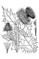 Image of Cotton Thistle