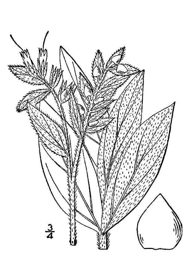 Image of western marbleseed