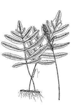 Image of sensitive fern