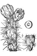 Image de Cylindropuntia imbricata var. imbricata