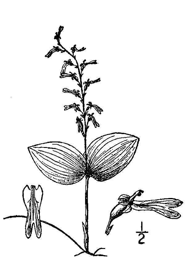 Image de Neottia auriculata (Wiegand) Szlach.