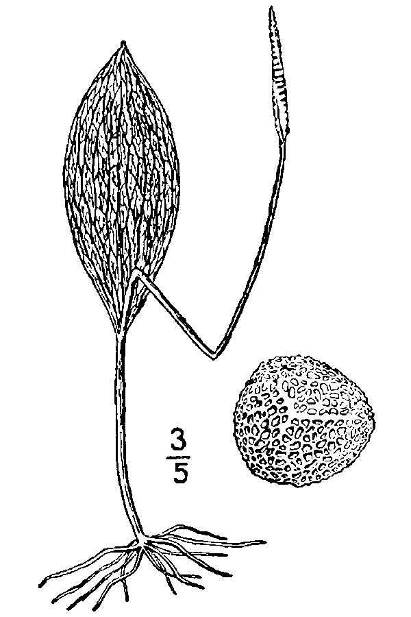 Ophioglossum engelmannii Prantl resmi