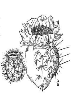 Image of Panhandle Prickly-pear