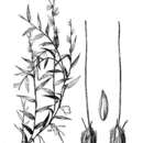 Image of basketgrass