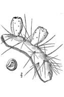 Image of twistspine pricklypear