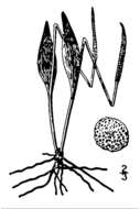 Ophioglossum pusillum Raf. resmi