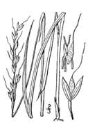 Image of roughleaf ricegrass