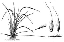 Image of roughleaf ricegrass