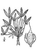 Imagem de Astragalus spatulatus Sheldon
