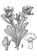 Image of tawny cryptantha