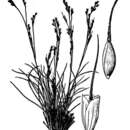 Image of Henderson's needlegrass