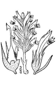 Image of Louisiana broomrape