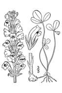 Image of clover broomrape