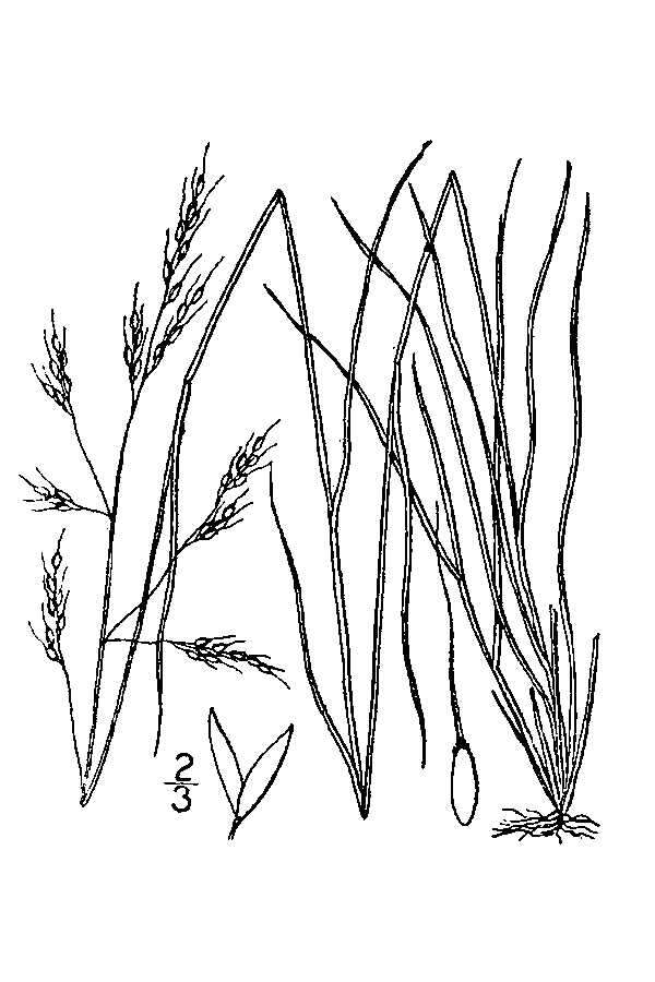 Image of littleseed ricegrass