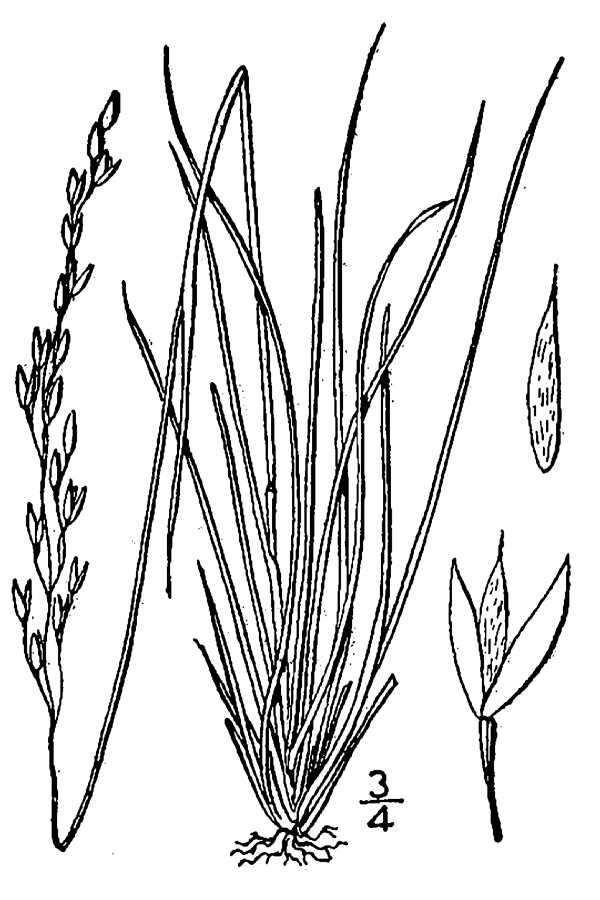 Image of mountain ricegrass