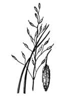 Image of mountain ricegrass