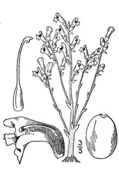 Image of hemp broomrape