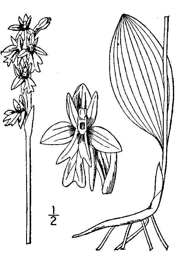 Image of Small round-leaved orchis