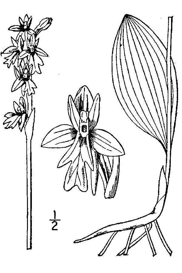 Plancia ëd Galearis rotundifolia (Banks ex Pursh) R. M. Bateman