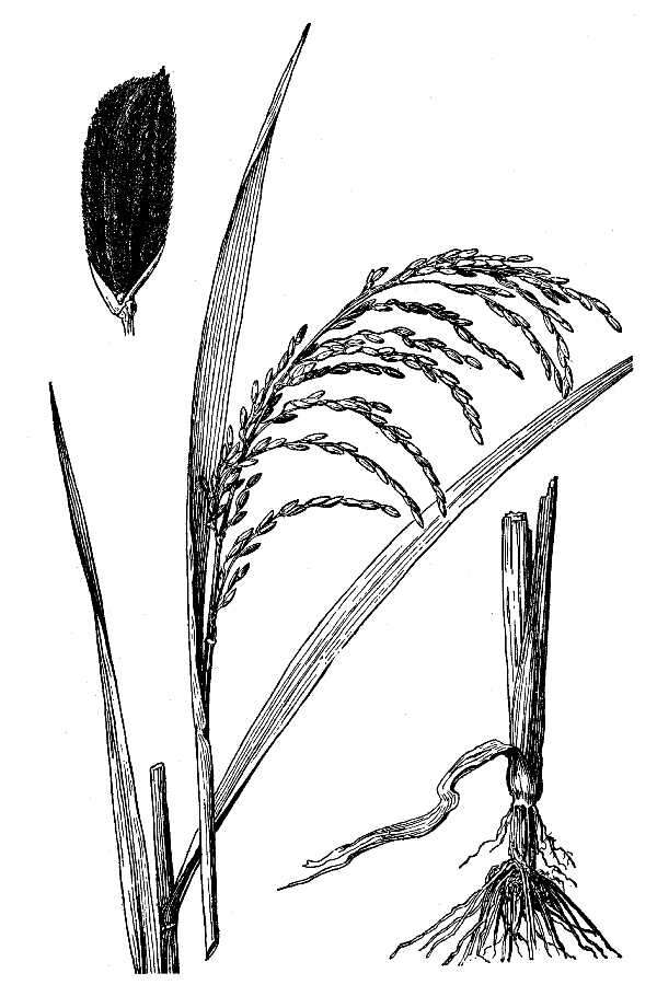 Imagem de Oryza sativa L.