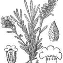 Image de Oreocarya sericea (A. Gray) Greene