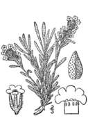 Image de Oreocarya sericea (A. Gray) Greene