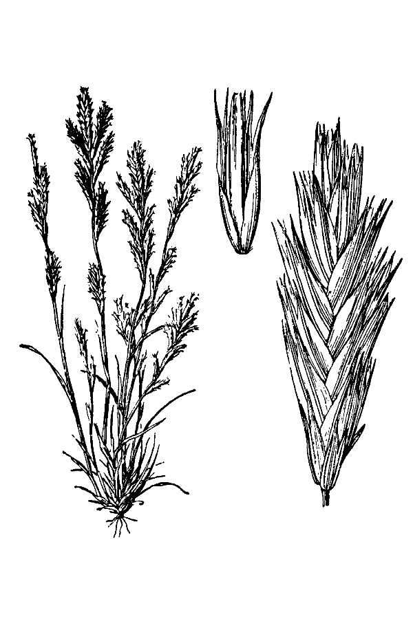 Image of slender Orcutt grass