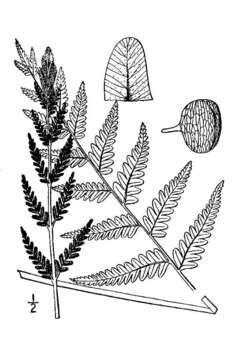 Image of cinnamon fern