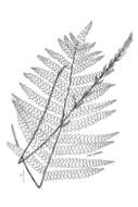 Слика од Osmundastrum cinnamomeum subsp. cinnamomeum