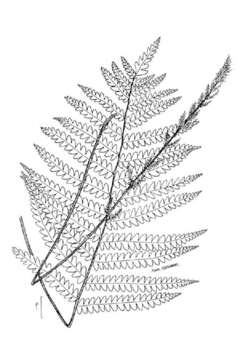 Image of cinnamon fern