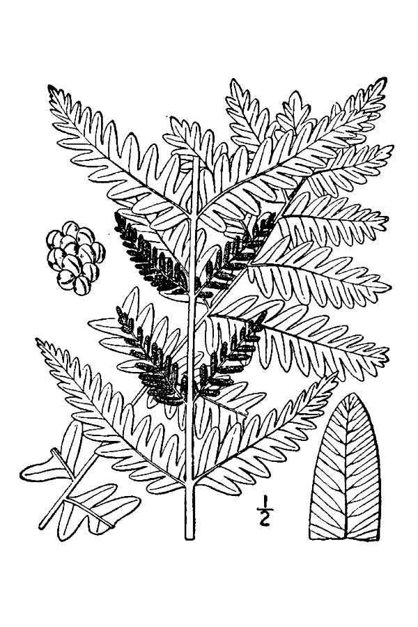 Слика од Claytosmunda claytoniana subsp. claytoniana