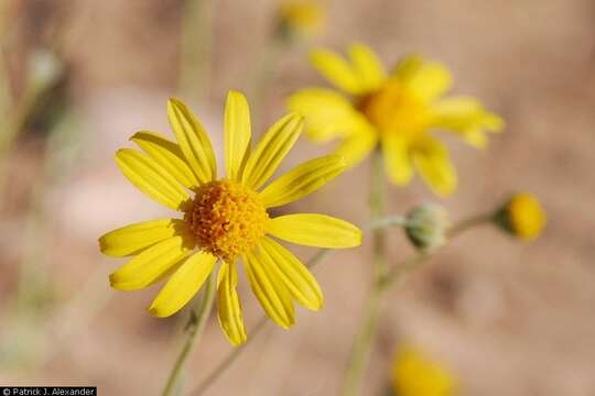 Image of hairyseed bahia