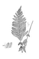 Слика од Claytosmunda claytoniana subsp. claytoniana