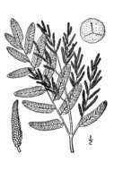 Image of Royal Fern