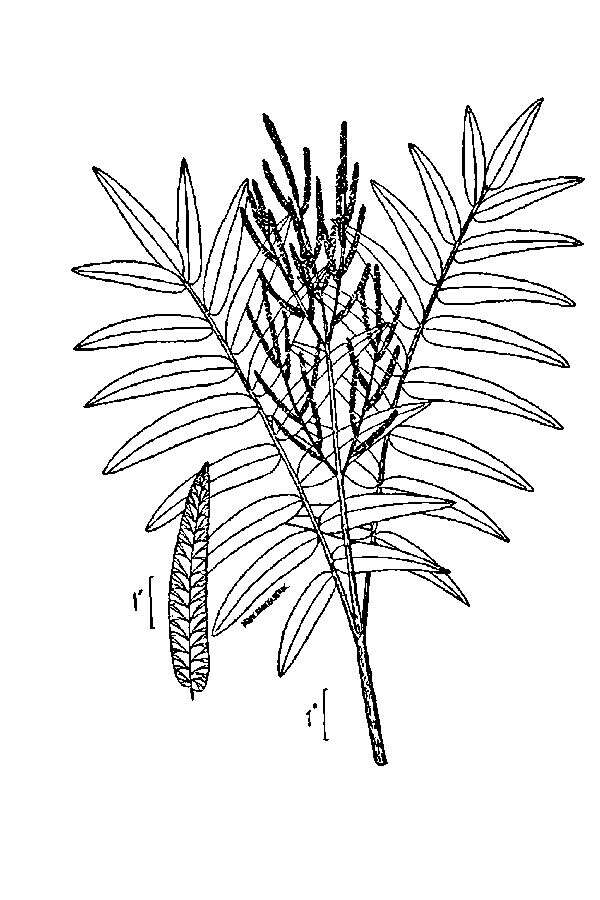 Image of Royal Fern