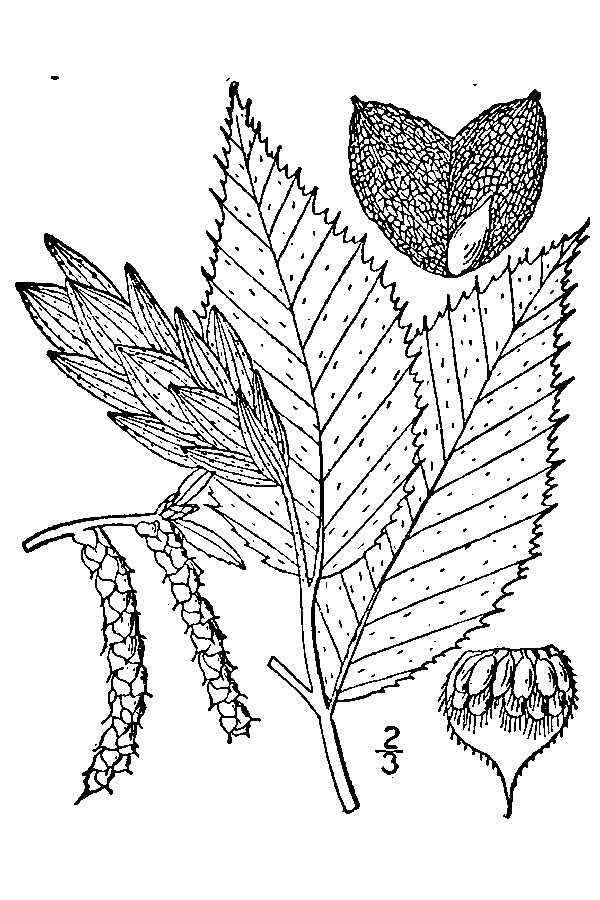 Image of eastern hophornbeam