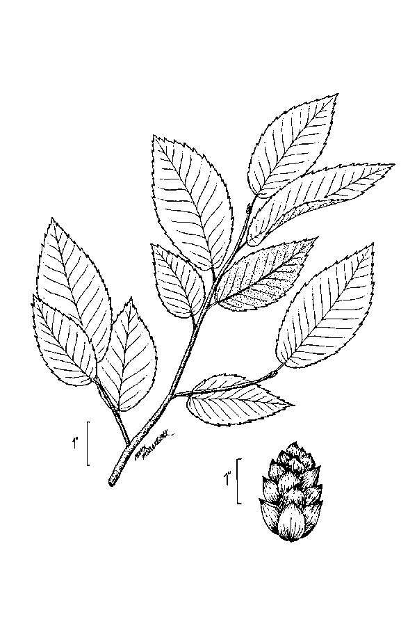 Image of eastern hophornbeam