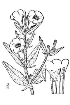 Image of earleaf false foxglove