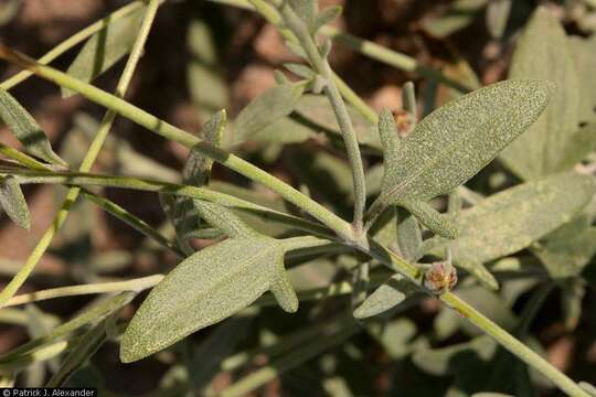 Image of hairyseed bahia