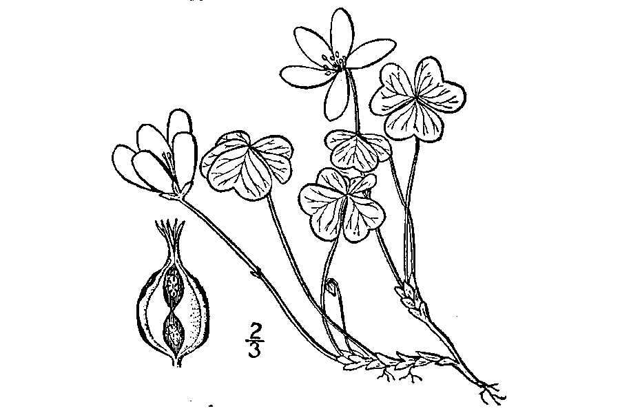 Image of mountain woodsorrel