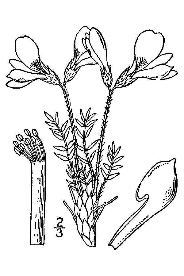 Image of arctic locoweed