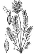 Слика од Oxytropis campestris (L.) DC.