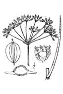 Imagem de Tiedemannia filiformis subsp. filiformis