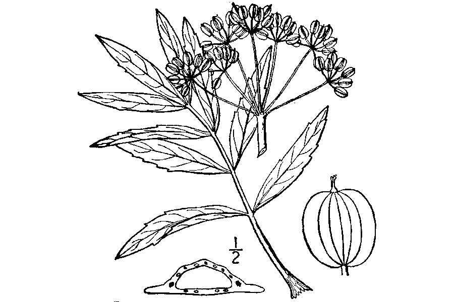 Image of stiff cowbane