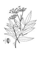 Image of stiff cowbane