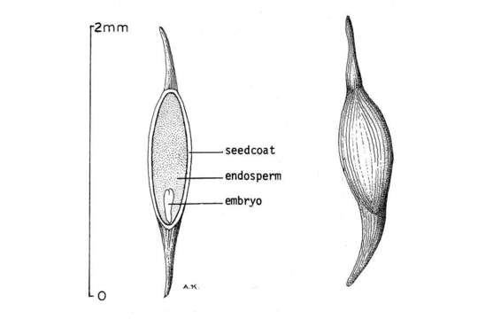 Image de Oxydendrum