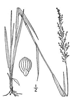 Imagem de Panicum aciculare Desv.