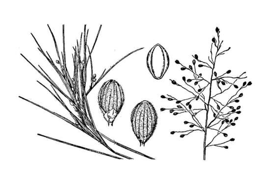 Imagem de Panicum aciculare Desv.