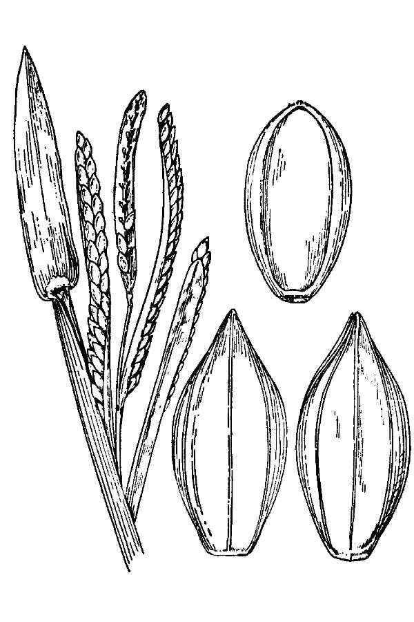 Слика од Paspalum acuminatum Raddi
